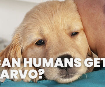 Can Humands Get Parvo