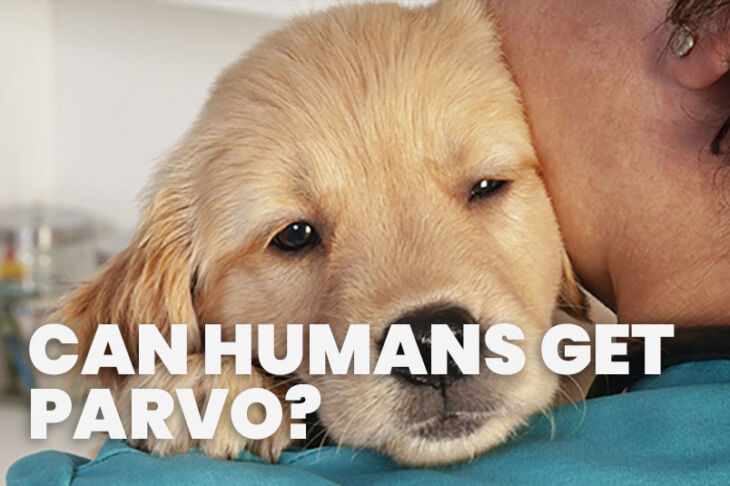 Can Humands Get Parvo