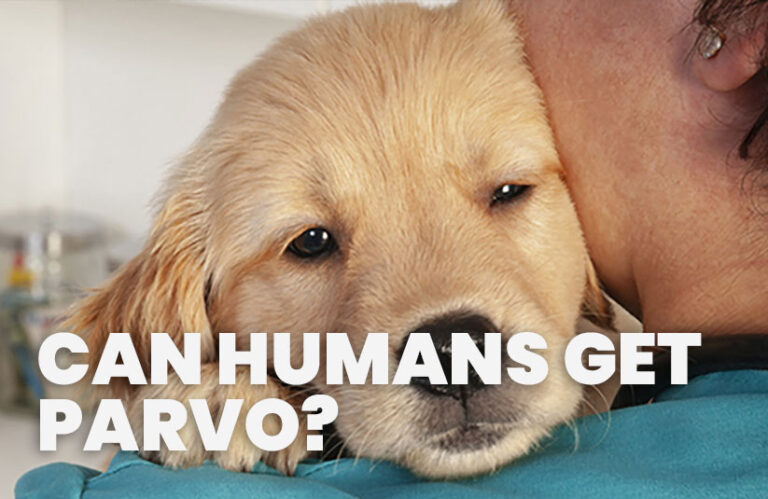 Can Humans Get Parvo Lyfe Place   Can Humands Get Parvo 768x499 