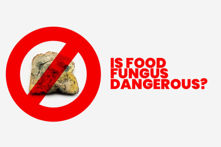 Is Food Fungus Dangerous