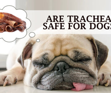 Are Tracheas Safe for Dogs