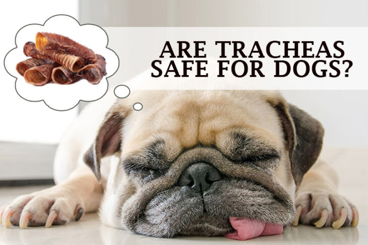 Are Tracheas Safe for Dogs