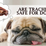 Are Tracheas Safe for Dogs