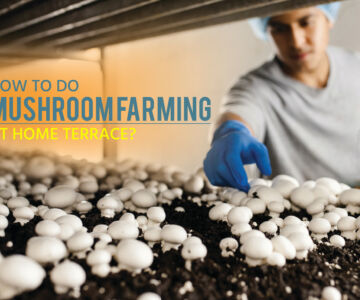 How to Do Mushroom Farming at Home Terrace?