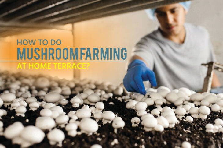 How to Do Mushroom Farming at Home Terrace?