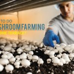 How to Do Mushroom Farming at Home Terrace?