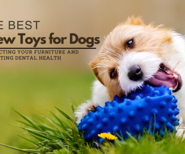 The Best Chew Toys for Dogs: Protecting Your Furniture and Promoting Dental Health