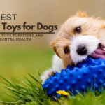 The Best Chew Toys for Dogs: Protecting Your Furniture and Promoting Dental Health