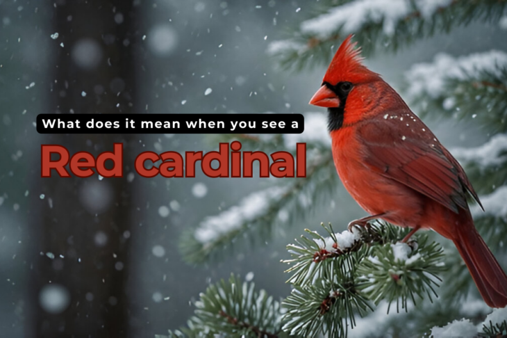 What does it mean when you see a red cardinal