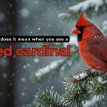 What does it mean when you see a red cardinal