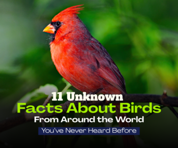 Facts About Birds