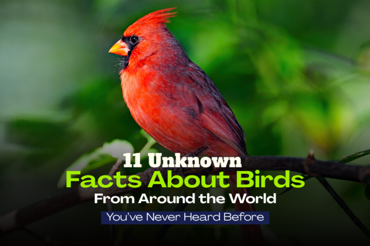 Facts About Birds