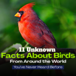Facts About Birds