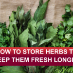 Store Herbs