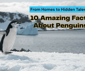 Facts About Penguins