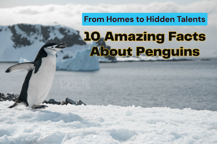 Facts About Penguins