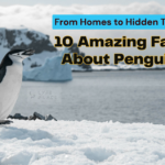 Facts About Penguins